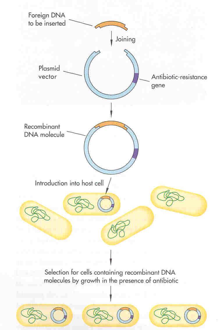 Transformation Bacterial take-up of DNA Way to introduce your plasmid into an E.