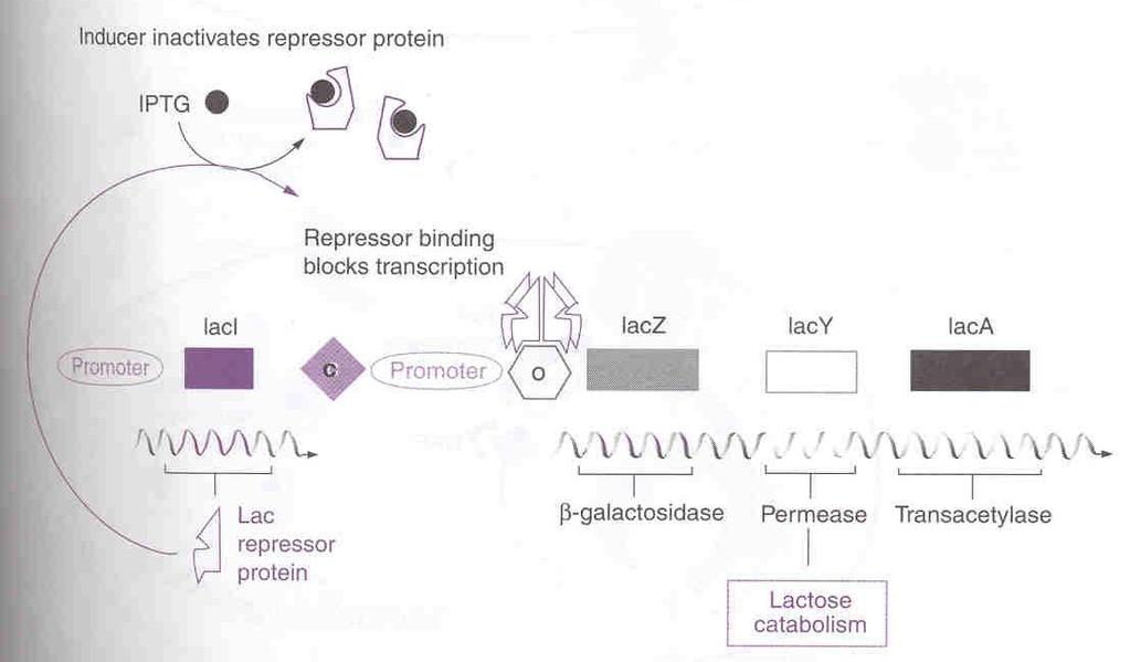 The Lac Operon Repressor protein binds to the operator Blocks transcription IPTG