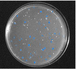 73 Blue/White Color Selection Vector WITHOUT insert Get blue colonies LacZ gene product is made Cleaves X-gal Get blue precipitate Vector