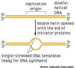 Laboratory Plasmid Characteristics: Origin of Replication Origin of replication Various mechanisms Figs.