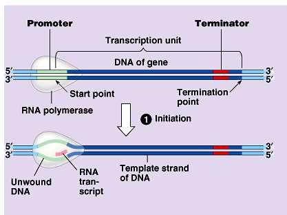 Transcription in Prokaryotes Initiation RNA polymerase binds to promoter sequence on antisense DNA strand (3 5 ) Role