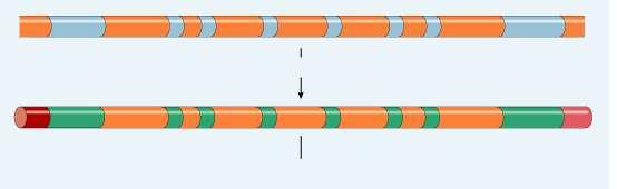 RNA splicing in nucleus Most eukaryotic genes and their RNA transcripts have long noncoding stretches of nucleotides (introns) that lie between coding regions (exons).