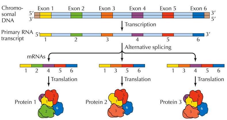 ALTERNATIVE RNA SPLICING Some genes can encode more than one kind of polypeptide, depending on which segments are treated as exons during splicing