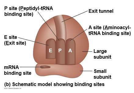 Ribosomes Facilitate coupling of trna anticodon to mrna codon Structure ribosomal RNA (rrna) & proteins 2 subunits large Small