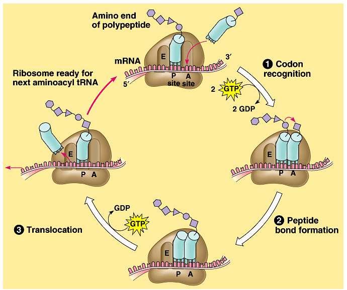 3. mrna moves along with its bound trnas translocating empty trna from P to E site and the trna on A is moved to P. Now, the next mrna codon to be translated is on A site.