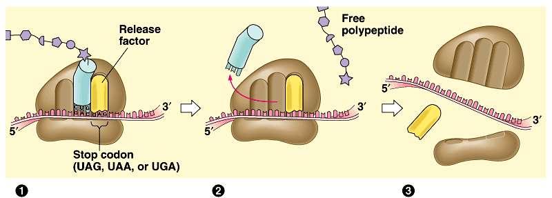 Termination: release polypeptide Termination occurs when a stop codon in the mrna reaches the A site of the ribosome