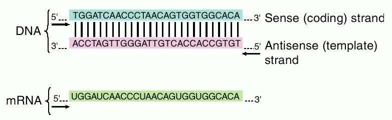 Direction of RNA Transcription Antisense strand of DNA (3 5 )