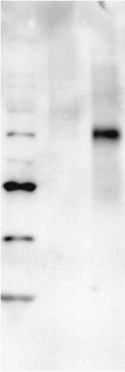 Nitrated Raji Cell Lysates Lane 4: MW Markers Lane 5: Unmodified BSA Lane 6: Nitrated BSA Anti-Nitrotyrosine pab Nitrotyrosine BSA Secondary Antibody (user supplied) Target protein specific antibody