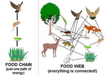 2. Food Chain shows the movement of energy from one trophic level to the next 3.