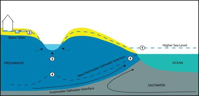 Potential Effects of Sea-Level Rise Changes to the freshwater/saltwater interface (potential saltwater intrusion) Changes in groundwater discharge to fresh and coastal waters Increases in water-table