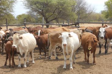 Opportunities for Livestock in Promoting Rural