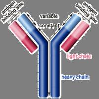 Antibodies (Ab( Ab): Is a protein produced by the immune system in response to the