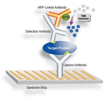1)Noncompetitive or Sandwich Assay A- Antigen measuring system Titre wells coated with suitable antibody Add patient sample containing antigen Incubate till antigen antibody reaction is complete Wash
