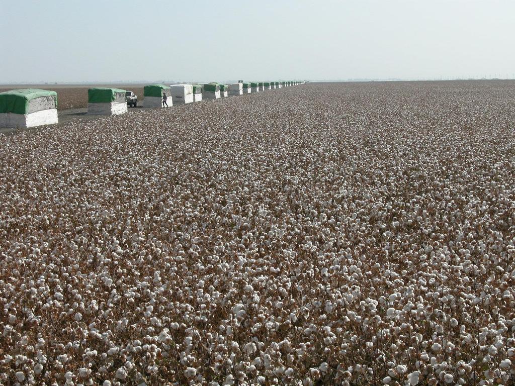 Early Harvest Aid Application Approach to Pima Cotton Defoliation still in research mode shows promise could shorten Pima season without loss of quality or yield reduces period of greatest