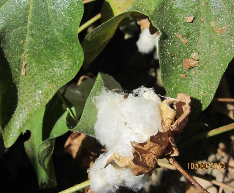 continued to develop instead of level off in cotton