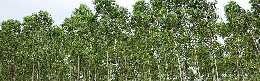 WHY INDONESIA'S FORESTRY SECTOR IS NOT