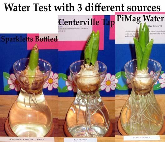 11 Impact of water Tomato soaked in regular water for 2
