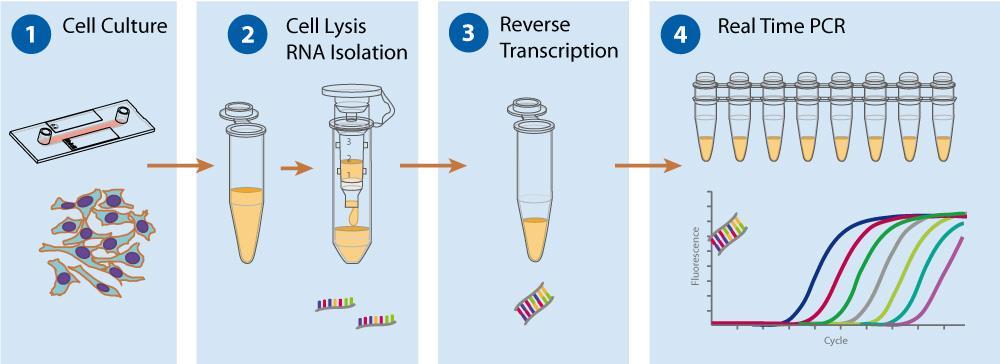 Gene Expression Profiling Applicable for Cells Cultivated in Channel-Slides Gene expression profiling provides information about the transcriptome of a living cell.