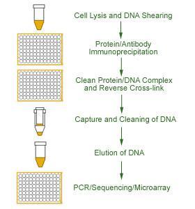 chromatin immunoprecipitation. However, most of these methods available so far are considerably time consuming, labor intensive, or have low throughput.