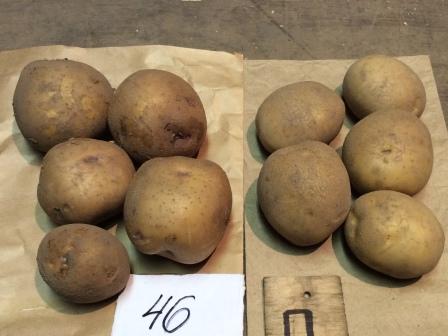 Potato clone Detached leaf test* Productivity g/plant, min-max