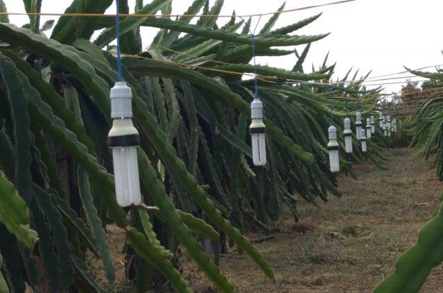 for households and in agriculture (dragon fruit plantation