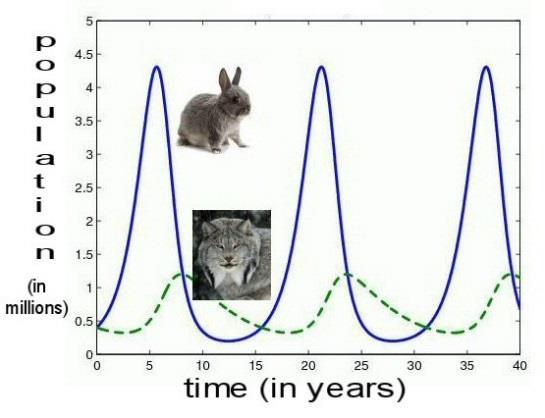 As the lynx population rises, more rabbits are eaten, so their population goes down. Subsequently, the lynx population will fall as there are less rabbits to eat.the cycle keeps repeating. 18.