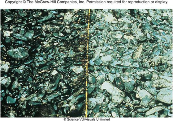 Figure 8.5: Bioremediation of a contaminated shoreline following the Exxon Valdez oil spill.