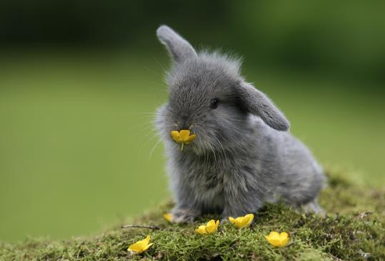 Rabbit = 