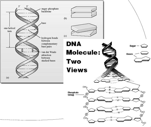 cgi Holding DNA together Two strands of DNA are held together by hydrogen bonds (G-C, A-T) Base-stacking is another force that keeps DNA