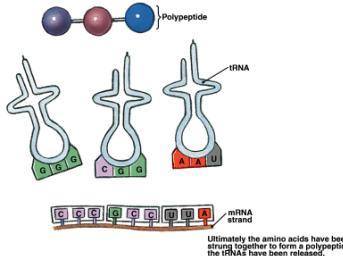 Overview of Translation Transfer RNAs (trna) function as adapters
