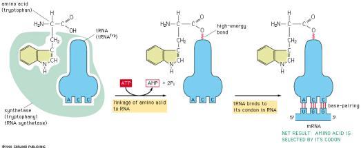 (aminoacyl-trna synthetases) Charged There are 20 synthetase