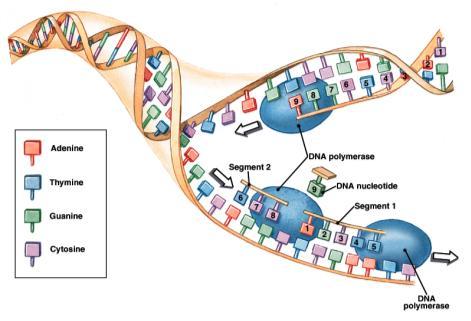 DNA Replication The precise, accurate replication of DNA is ESSENTIAL to cellular health and viability.
