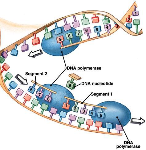 DNA polymerase has a proofreading function (1 mistake in 10 9 nucleotides copied!) 4.