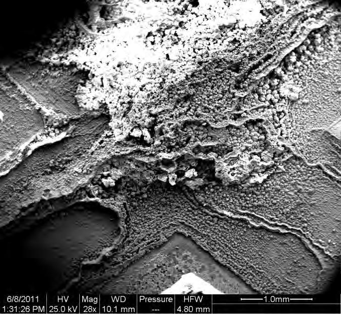 Undercutting Figure 30 SEM micrograph of UNS K44220 2.5 mm scribe after 500 hour test per ASTM B117.