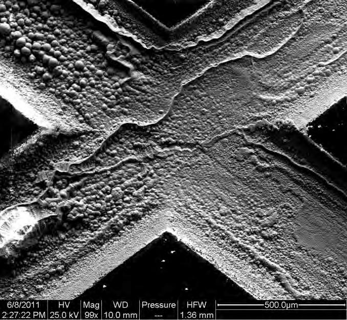 not visible in the image. Red rust Figure 31 SEM micrograph of UNS K44220 0.