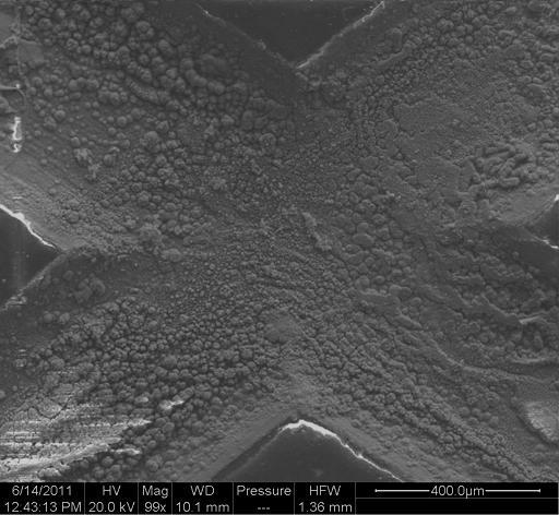 visible in SEM image.