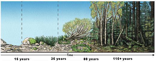 b. Secondary succession begins on soil and primary succession begins on newly exposed surfaces. c. Primary succession modifies the environment and secondary succession do