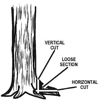 OPERATION REMOVING BUTTRESS ROOTS (See Figure 14) A buttress root is a large root extending from the trunk of the tree above the ground. Remove large buttress roots prior to felling.