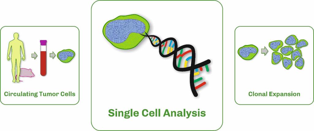 Single cell isolating for