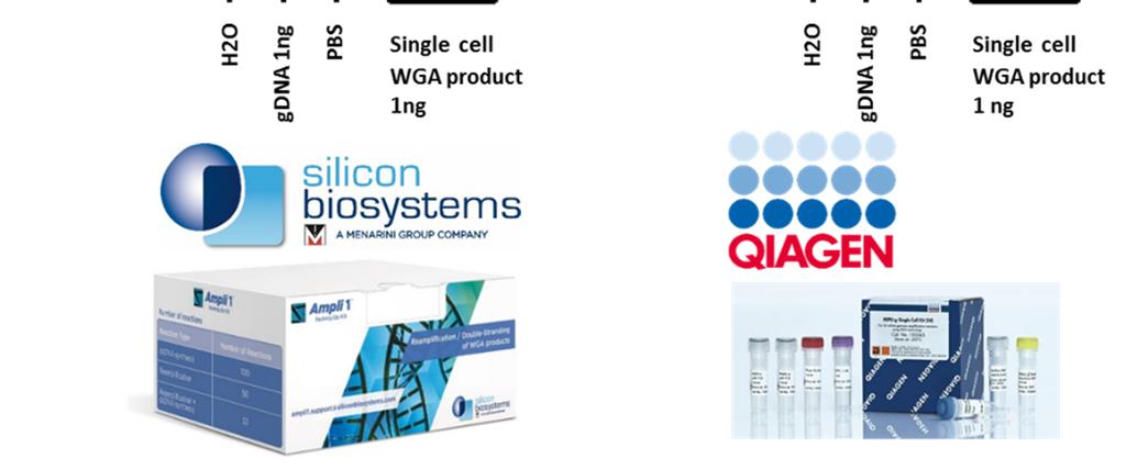 The quality of the obtained WGA product was determined using VyCAP s QC mix on 10 DNA fragment of 10 chromosomes.