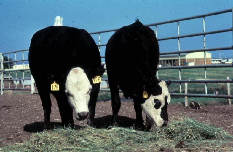 Selected Management Procedures Used on Replacement Beef Heifers Management practice Feed separately Pelvic measurements Reproductive tract scores Breed prior to mature herd