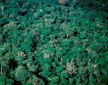 Sustainable Forest Management Program Regional focus: Amazon Basin Congo Basin Greater