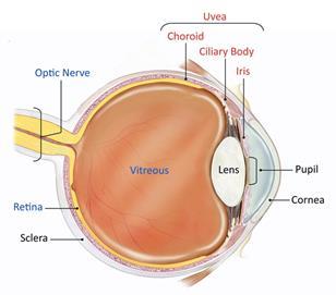 EGP-437: A Potent Anti-inflammatory Agent (corticosteroid - dexamethasone phosphate) Two indications licensed by Valeant: cataract surgery and anterior uveitis Etiology