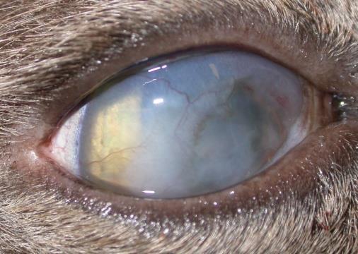 and certain European countries by Bayer Animal Health as Remend Corneal Repair 1 5 years in dogs, cats and horses, with an excellent safety