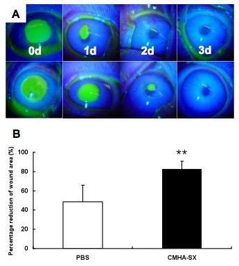 Healing Corneal Abrasions and Alkali Burns Efficacy Study: Rabbits 1 CMHA-S treated cornea exhibited more normal epithelial and stromal organization than control group Histology of alkali burn