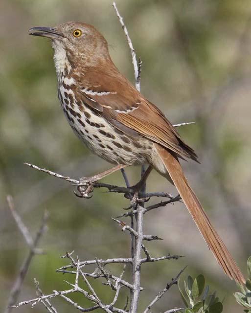 UNDERSTORY UNDERSTORY Brown Thrasher Eastern Red Bat Habitat: Hides in leaves on trees during the