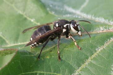 CANOPY CANOPY Bald Faced Hornet Flying Squirrel
