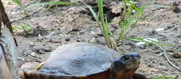 FOREST FLOOR FOREST FLOOR Habitat: Wet forests Wood Turtle Diet: