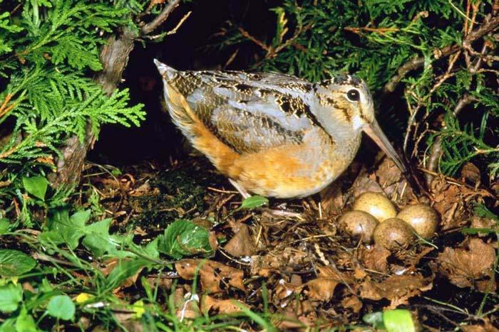 FOREST FLOOR FOREST FLOOR American Woodcock Bobcat Habitat: Forests with a lot of plant cover (to hide and sneak on prey) Diet: rabbits, mice, birds Habitat: Forests, nest in parts of the forest with