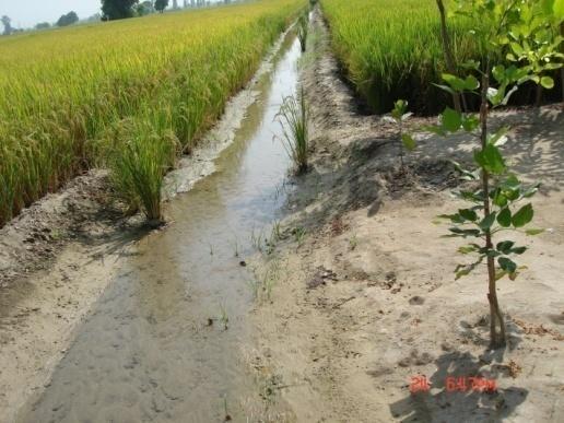 Intermittent irrigation of rice Laser assisted land